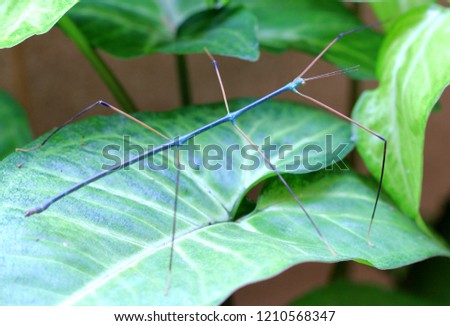 The Ramulus nematodes Blue stick insect closeup Royalty-Free Stock Photo #1210568347