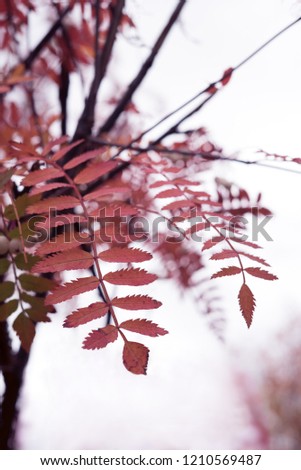 Close up of beautiful golden red autumn leaves from Koehne mountain ash with soft tree branches in front of white background