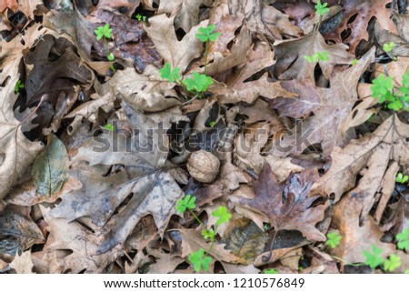 Walnut on the autumn leaves on the ground