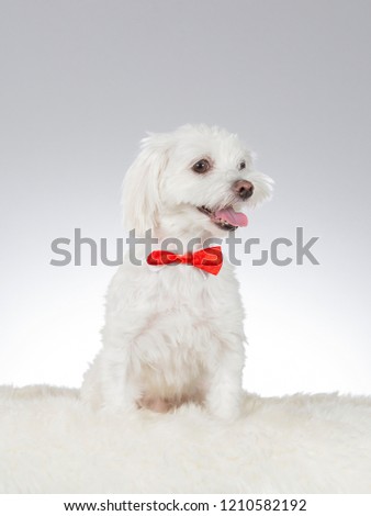 Maltese dog wearing a red bow. Funny dog picture taken in a studio with white background.