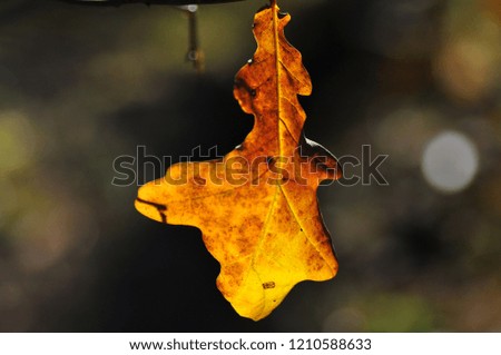 Autumn macro leaf