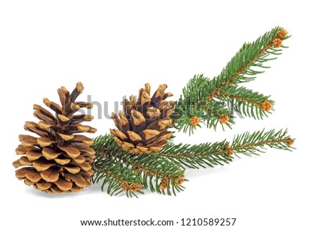 Close up of branch fir with cones isolated on white background