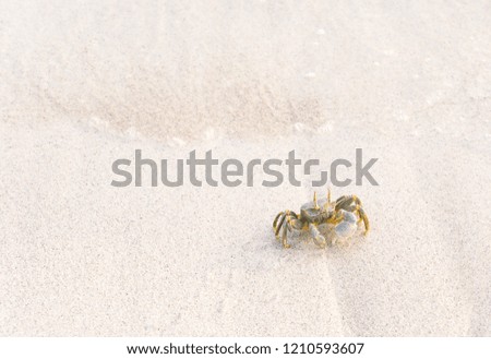 A picture of a crab taken on a white beach somewhere in the Maldives.