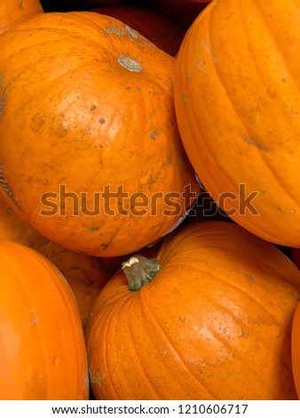 pile of pumpkins, squash, halloween vegetables, holiday food, seasonal