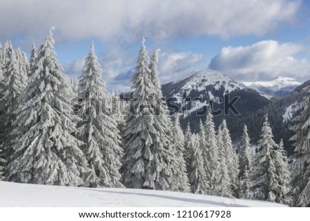 Snow covered fir trees on the background of mountain peaks. Panoramic view of the picturesque snowy winter landscape. 