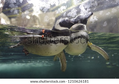 penguins in an aquarium playing and swimming together
