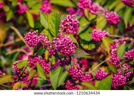 Callicarpa bodinieri ( beautyberry Lamiaceae or Bodinier's beauty berry, American beautyberry, Callicarpa americana)  ) purple berries  in the fall with green leaves