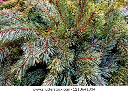 Beautiful winter backdrop. Nice fir branches. Close up. Wonderful background for your text. Christmas decoration. 