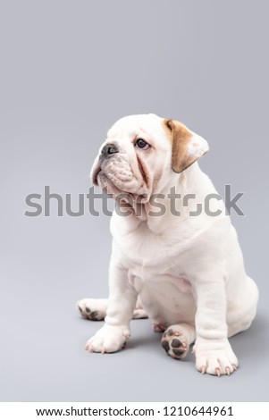Beautiful young British Bulldog puppy sitting down isolated against a grey background