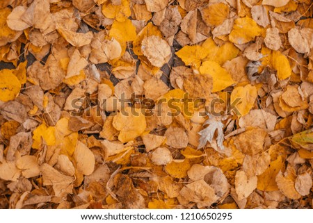 Orange and yellow maple leaf on the ground. Autumn leaves background.