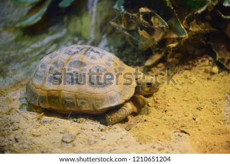 Turtle walking on the sand, look like so happy and relaxing in life.