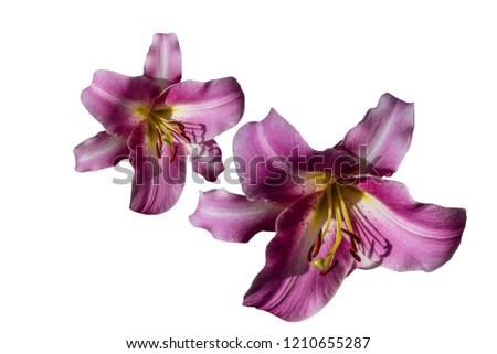 Close up pink lily flower isolated on white background