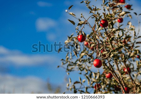bunch of red apples hanging from a tree against blue sky