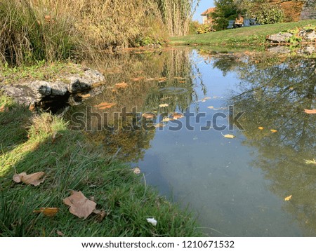 natural nature pictures. Beautiful nature view, garden trees and gras. Water mirroring photos