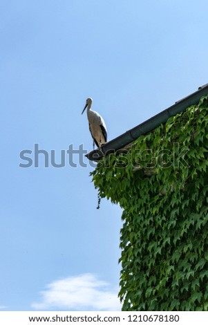 Looking in the wild. A stork sitting on the edge of a roof enjoing the view. 