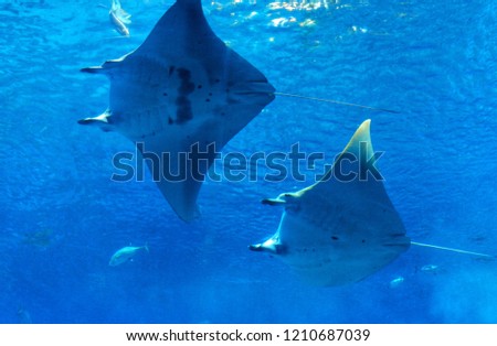 A couple of stingray swimming in the blue aquarium