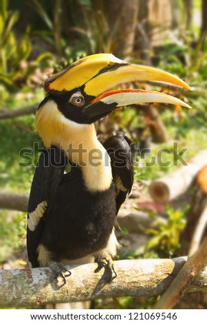 Wreathed Hornbill stand on the branch