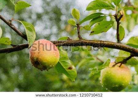 two apples on the branch after the rain