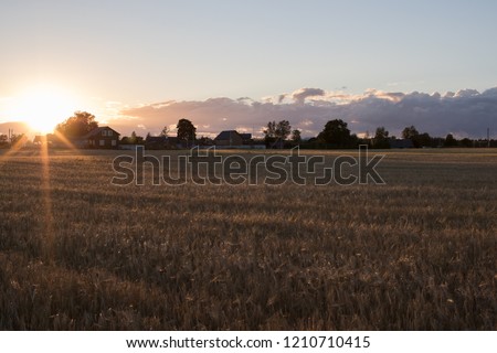 large field of rye in the autumn