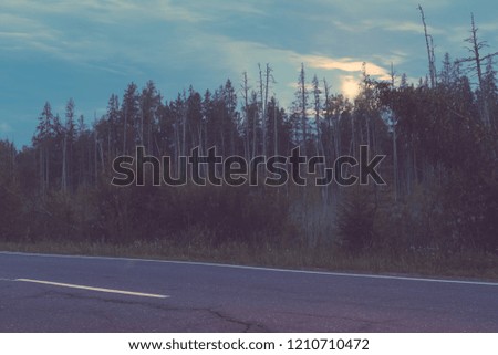 road on the background of the forest and dry trees