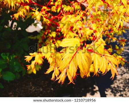 Beautiful red and green yellow maple tree with blue sky in autumn time