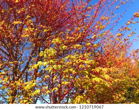 Beautiful red and green yellow maple tree with blue sky in autumn time