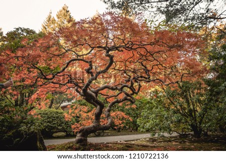 Very old Japanese Maple