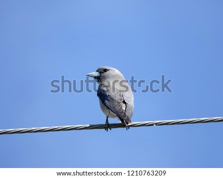 Ashy Woodswallow (Artamus fuscus) perched on wire against blue sky background in Thailand. Ashy woodswallows also called the ashy swallow shrike is cute grey bird which is found in south Asia