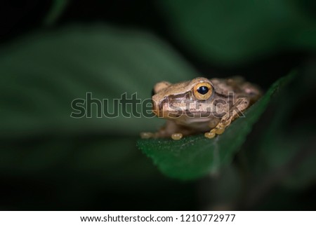 a tree frog named "Polypedates megacephalus"