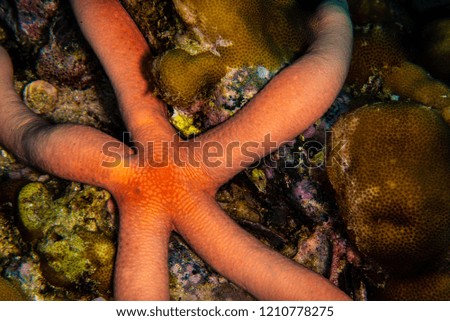 A star fish living on the reef