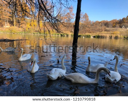 White swans swimming in a pond with golden fall forest background