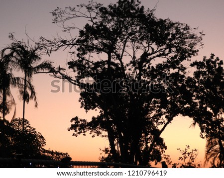 
Sunset through the mango tree				