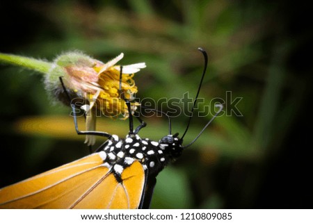 Danaus plexippus, Indian Monarch butterfly, Macro view in nature.