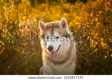 Close-up Portrait of beautiful Beige and white Siberian Husky dog at golden sunset. Image of young and beautiful husky male looks like a wolf in the bright forest in autumn season