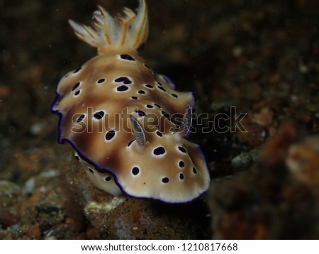 Nudibranch, Hypselodoris Tryoni, underwater macro photo of sea slug at Philippines sea.