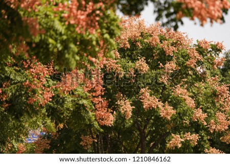 The beautiful flowers and fruits on the tree in autumn with the warm sunlight