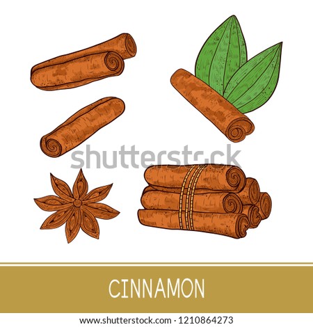 Cinnamon sticks, star anise, leaf. Sketch. Set.