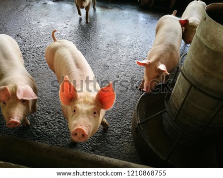Close-up picture of a small piglets, In swine in the stall, in Thailand Farm.