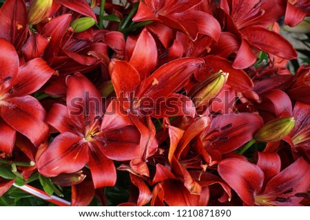 red lilly texture as very nice natural background