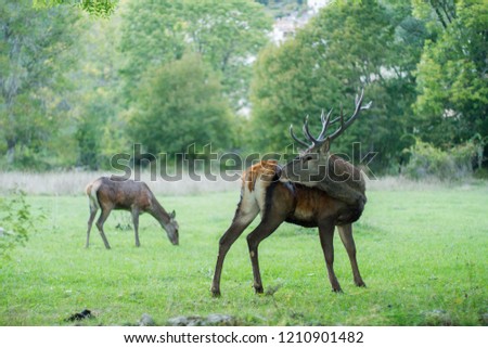 deer in roaring season of the aori national park abruzzo italy