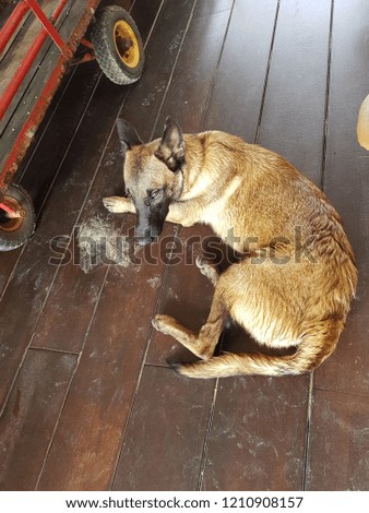 German Shepherd dog lying on floor.