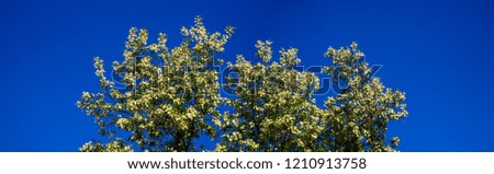 Top  of blossoming Robinia pseudoacacia against blue sky