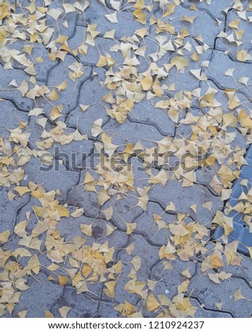 ginkgo leaves on the ground 