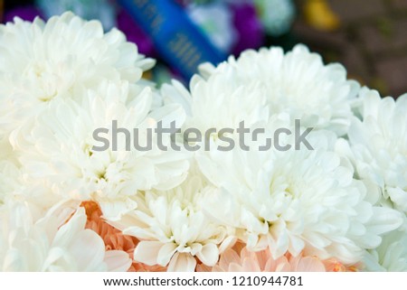 Bouquet of Salmon Color and White Chrysanthemum or Golden-Daisy Close-Up