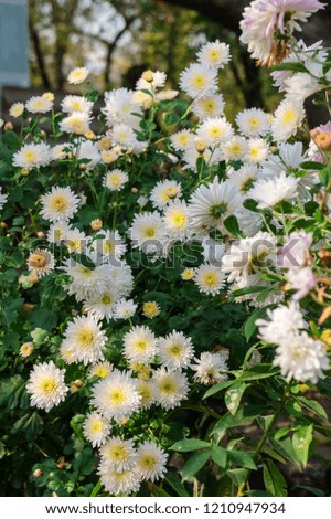 Beautiful autumn nature. brightly bloom chrysanthemums.