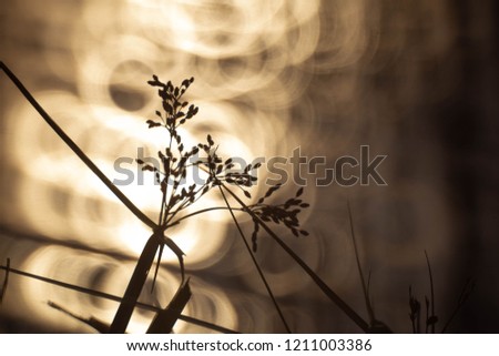 Abstract image of bokeh lens for background use.
