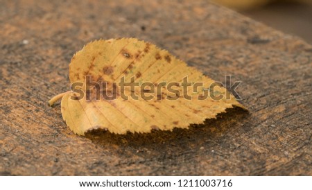 a picture of a leaf, autum feeling. 