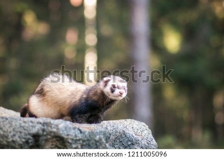 Fluffy ferret pet posing in the forest.