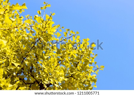 Yellow branch with foliage against the blue sky, beautiful autumn background