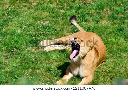 Top view portrait of beautiful lion lying on the grass and yawning in sunshine day at spring or summer season, look so tired in life and want to relaxation and sleeping.